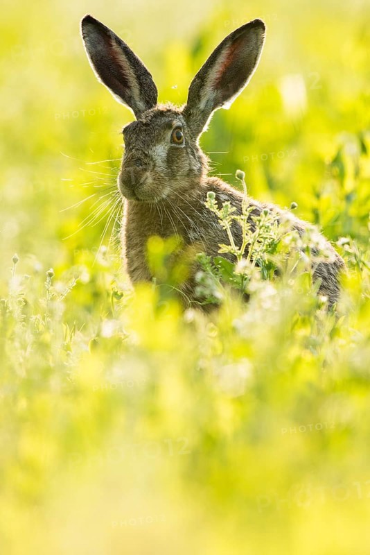 European hare