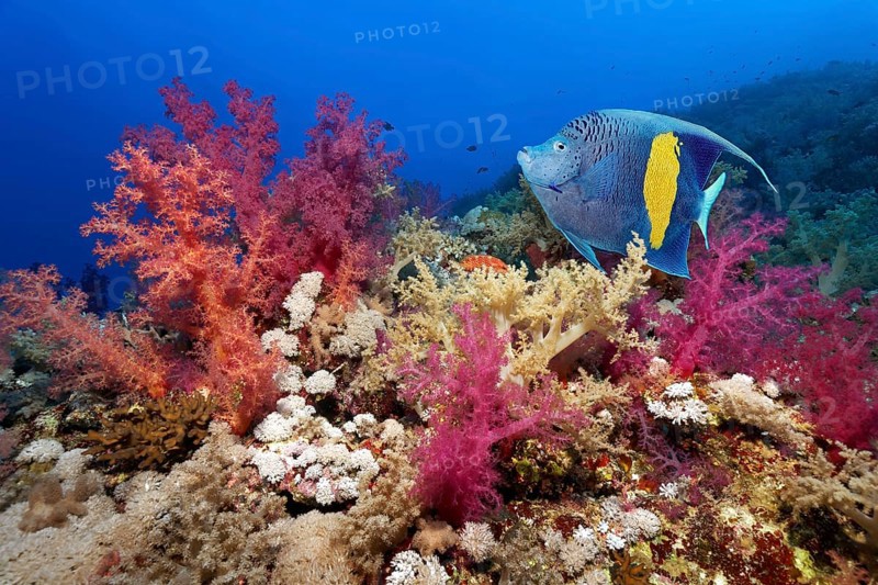 Halfmoon angelfish