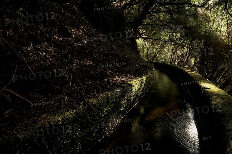 Levada water channel in the rainforest
