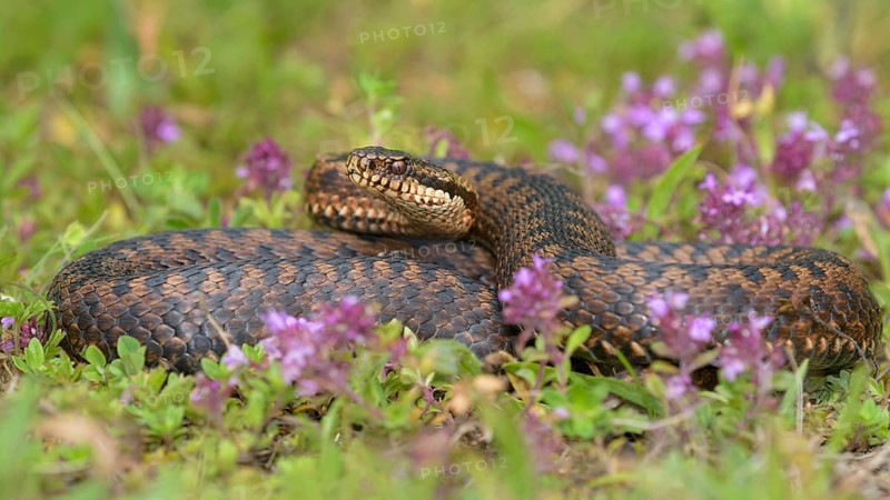 Common European viper