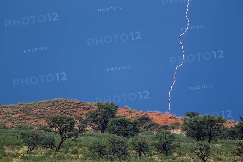 Grass-grown sand dune and Camelthorn trees