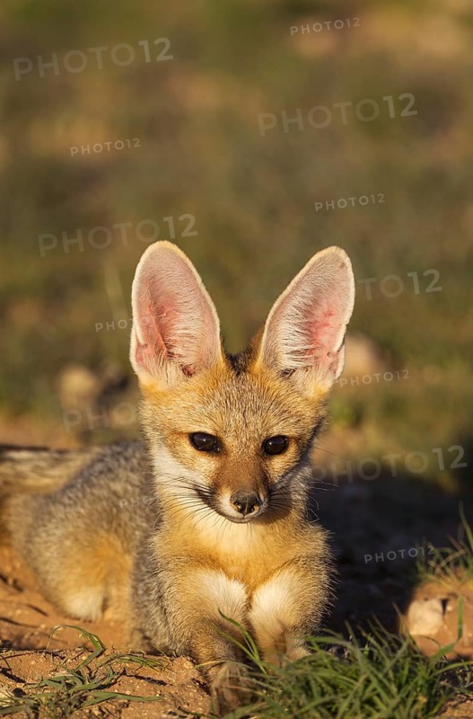 Cape Fox