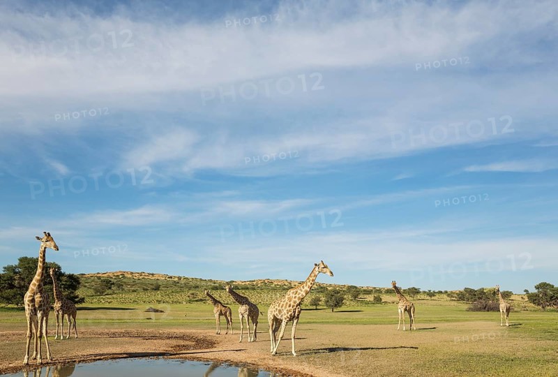 Southern Giraffes