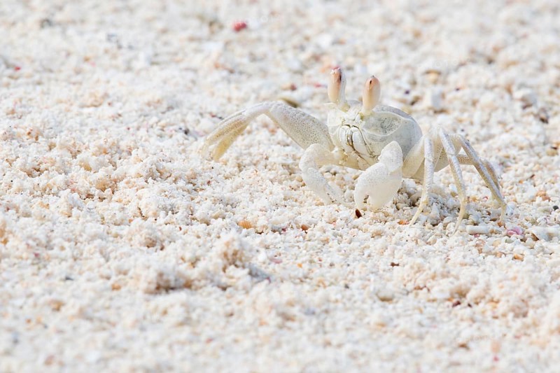 Ghost crab