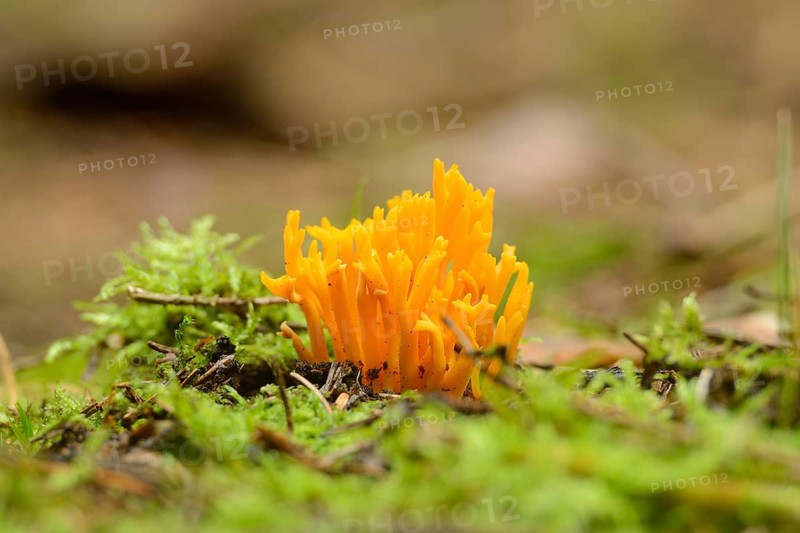 Yellow stagshorn
