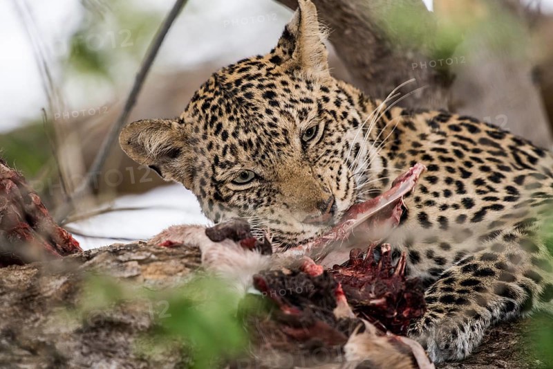 Leopard