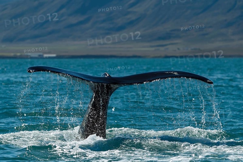 Tail
