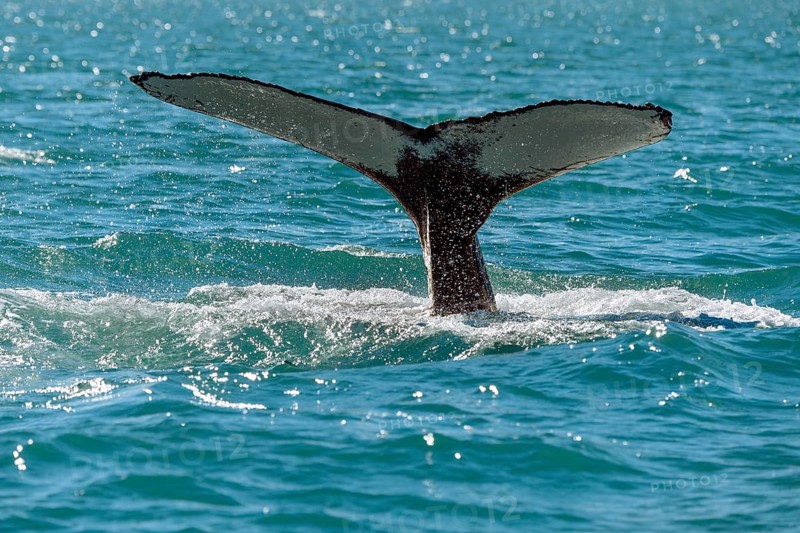 Tail