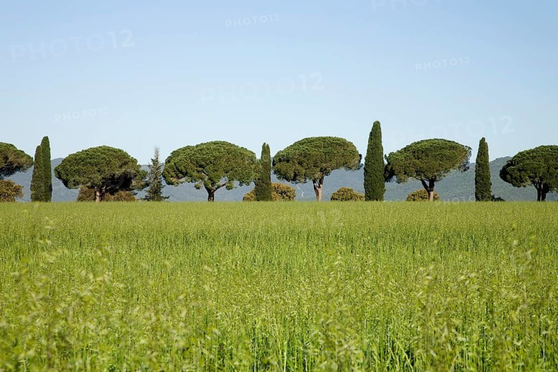 Row of pine and cypress