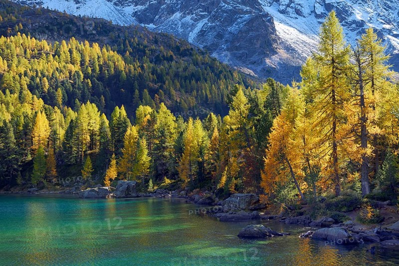 Larch Forest on Lake Lago di Saoseo