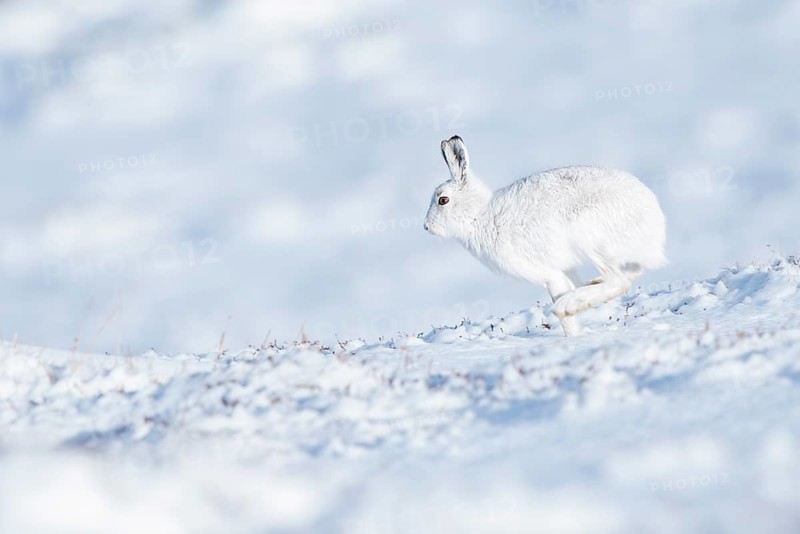 Mountain hare