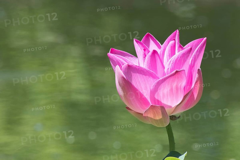 Lotus flower