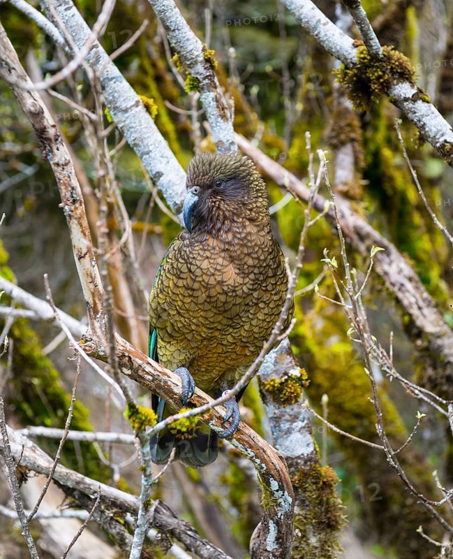 Kea