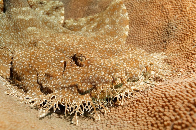 Tasselled wobbegong
