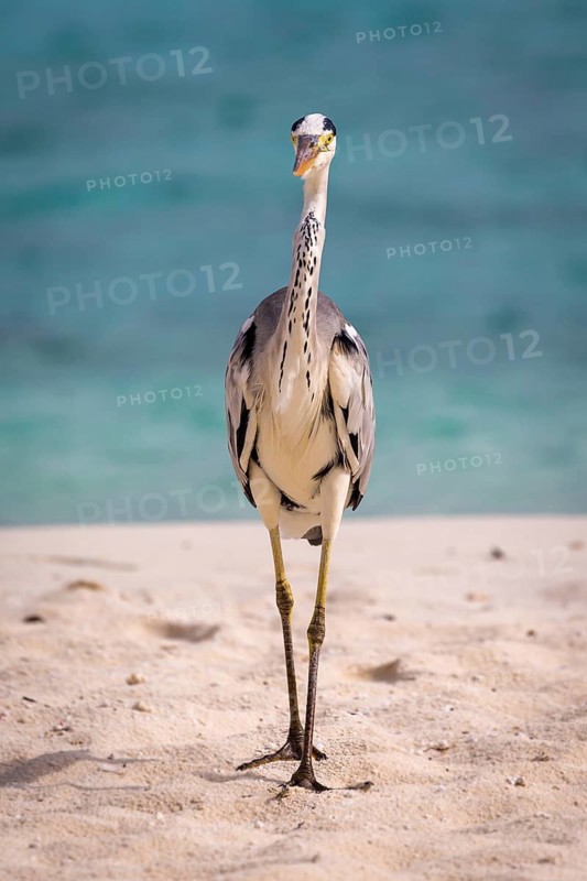 Grey Heron