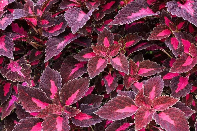Close-up of burgundy and pink Coleus