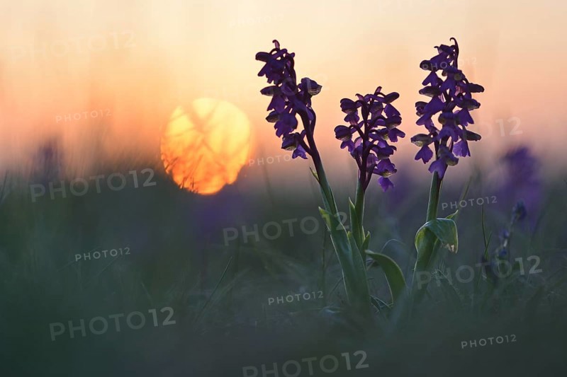 Green-winged orchid