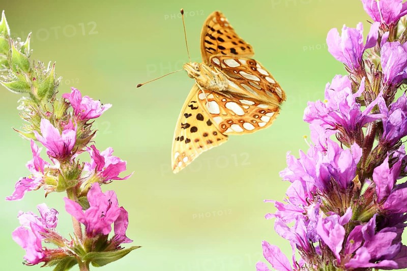 Queen of Spain fritillary