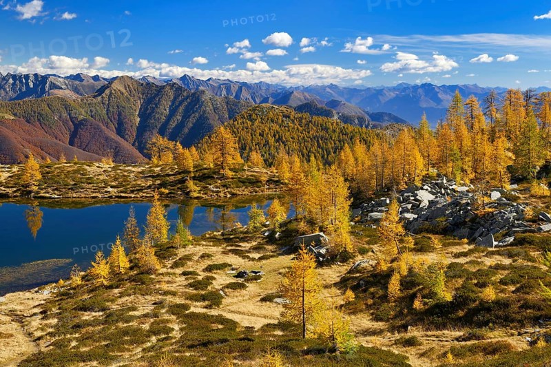 Larches