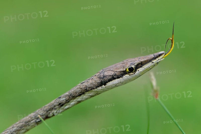 Mexican Vine Snake