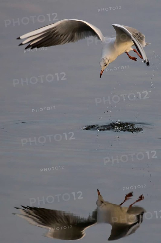 Black-headed gull