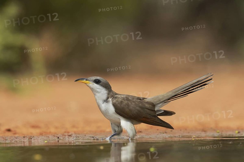 Yellow-billed Cuckoo
