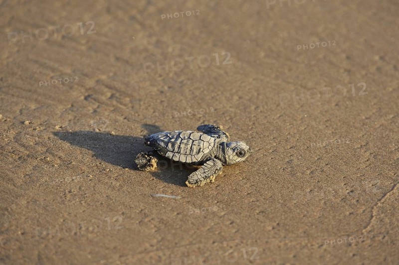 Kemp's ridley sea turtle