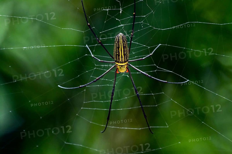 Northern golden orb weaver