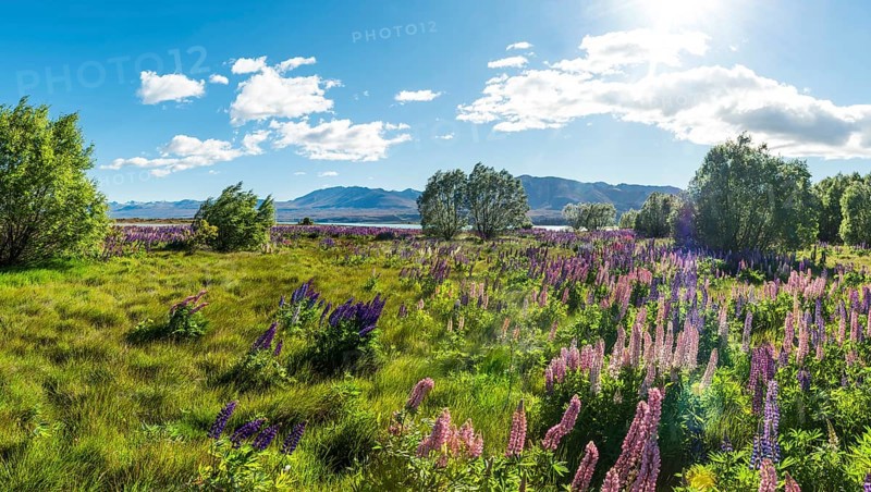 Purple large-leaved lupins
