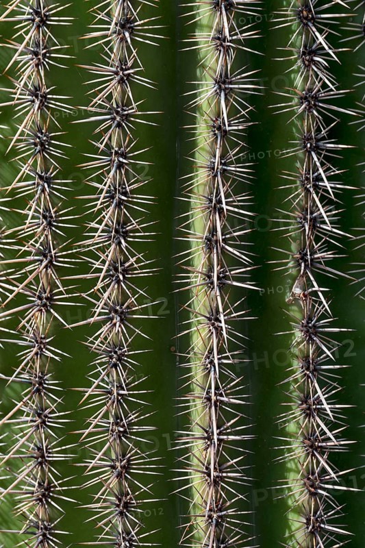 Saguaro