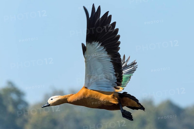 Ruddy Shelduck