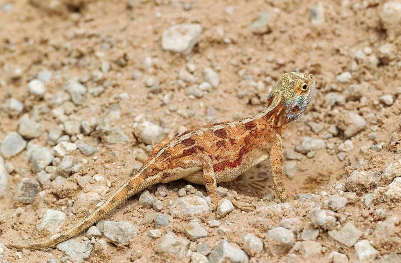Ground Agama