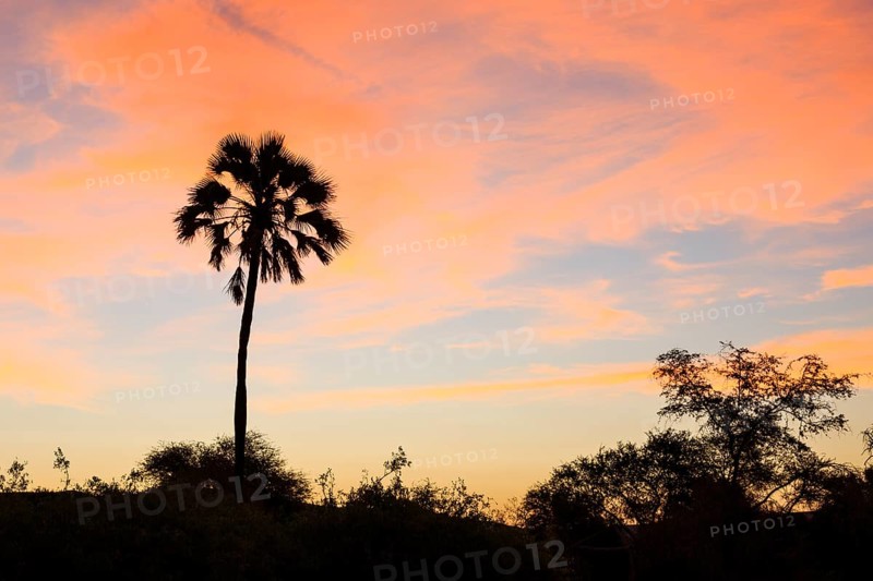Makalani Palm