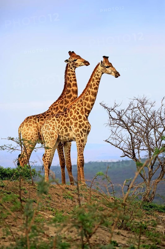 Cape giraffes