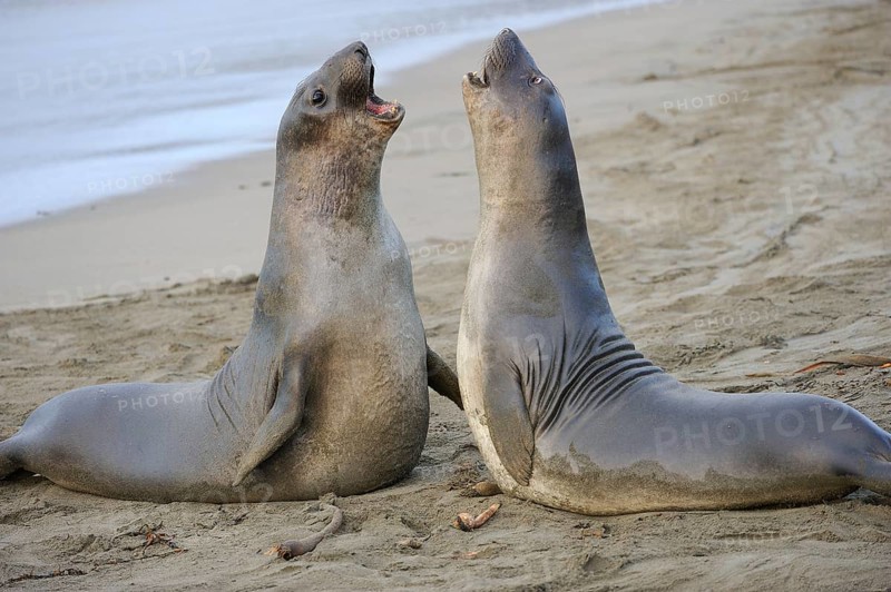Northern Elephant Seal