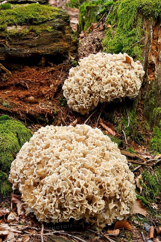 Wood Cauliflower fungus or Wood Cauliflower fungus