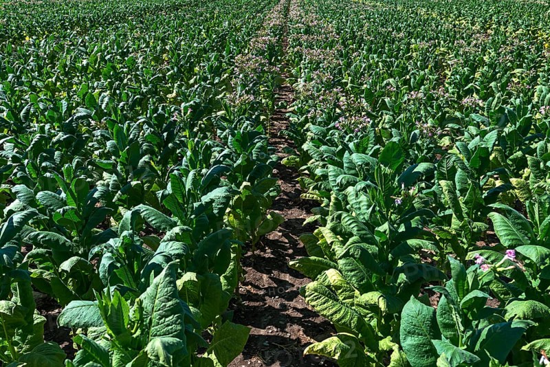 Tobacco plant