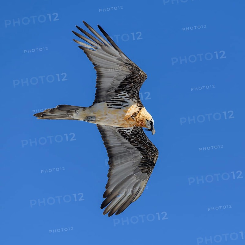 Bearded vulture