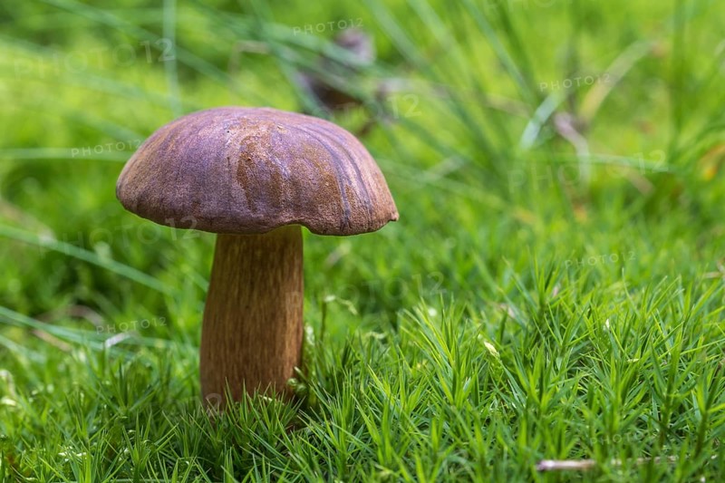 Bay bolete