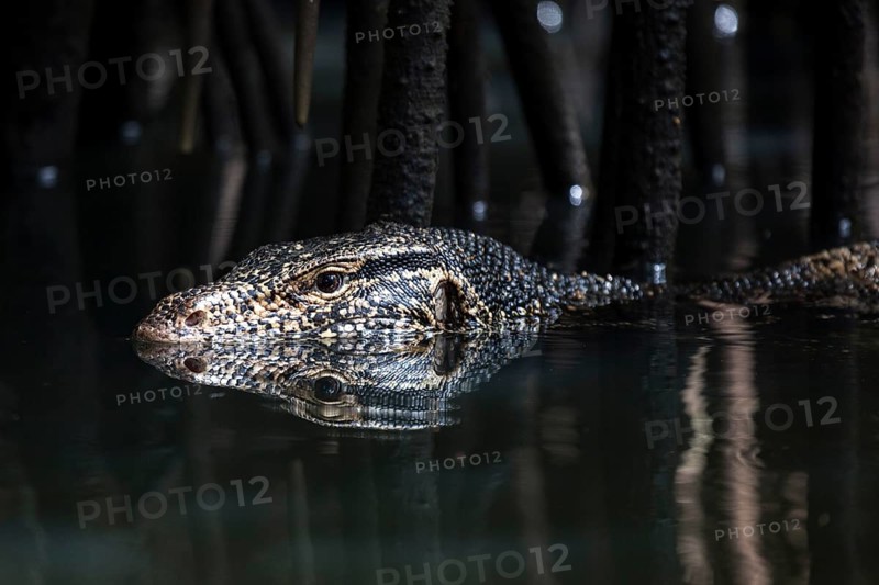 Asian water monitor