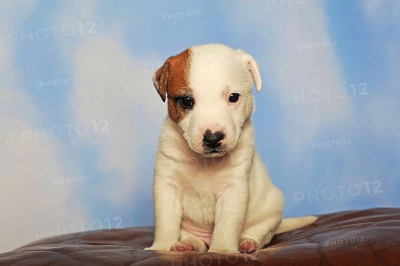 Parson Russell Terrier sitting on leather cushion