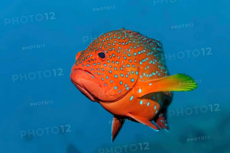 Coral grouper fish