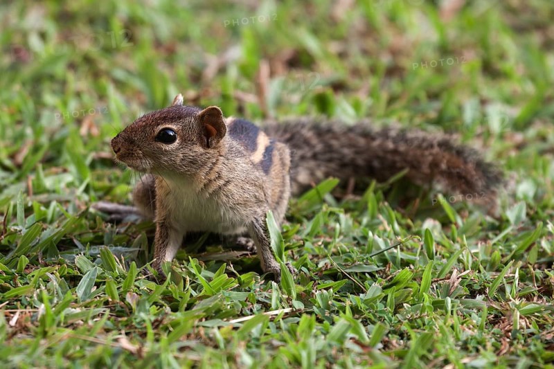 Palm squirrel