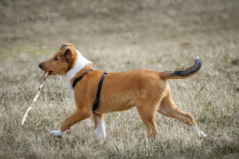 Shorthair collie