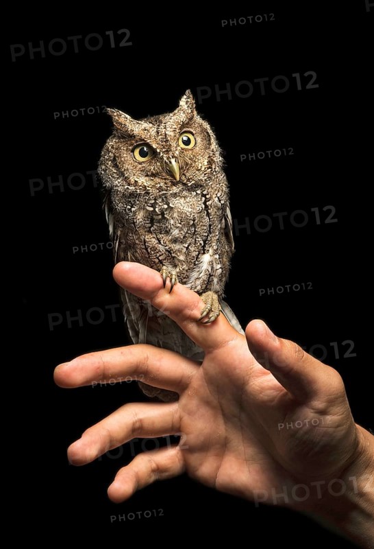 Peru Screech Owl