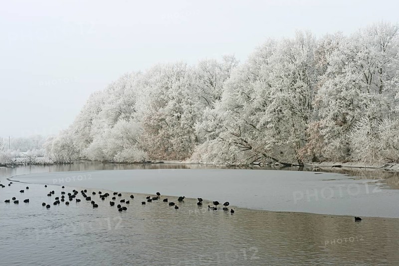 Trees with hoarfrost