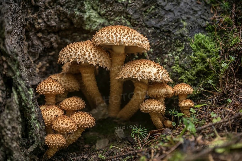 Shaggy scalycap