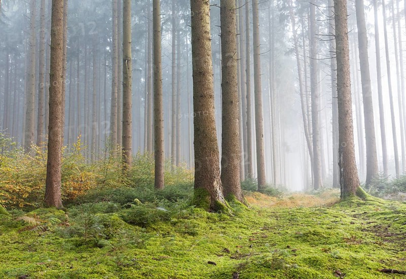 Fog in the forest