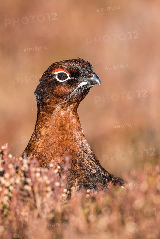 Red Grouse