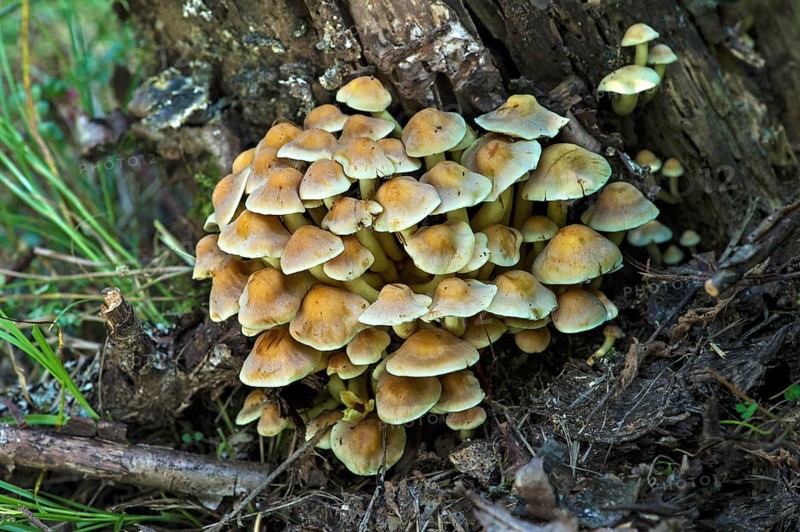 Sulphur tuft